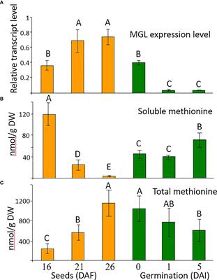 Elucidating the importance of the catabolic enzyme, methionine-gamma-lyase, in stresses during Arabidopsis seed development and germination